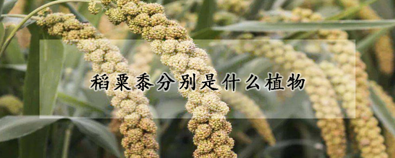 稻粟黍分別是什么植物