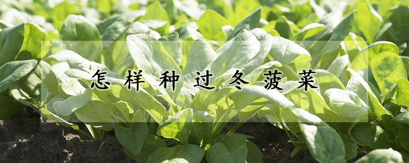 怎樣種過(guò)冬菠菜