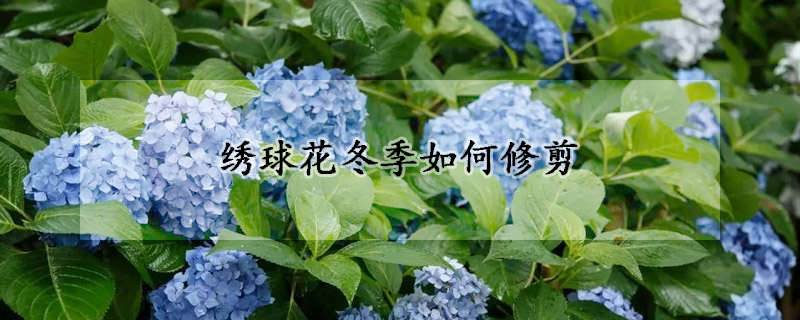 繡球花冬季如何修剪