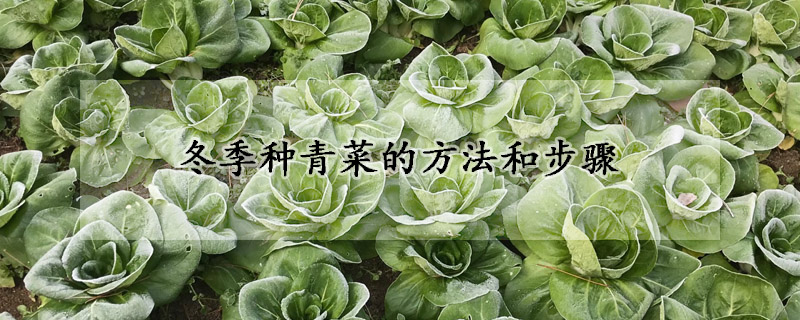 冬季種青菜的方法和步驟