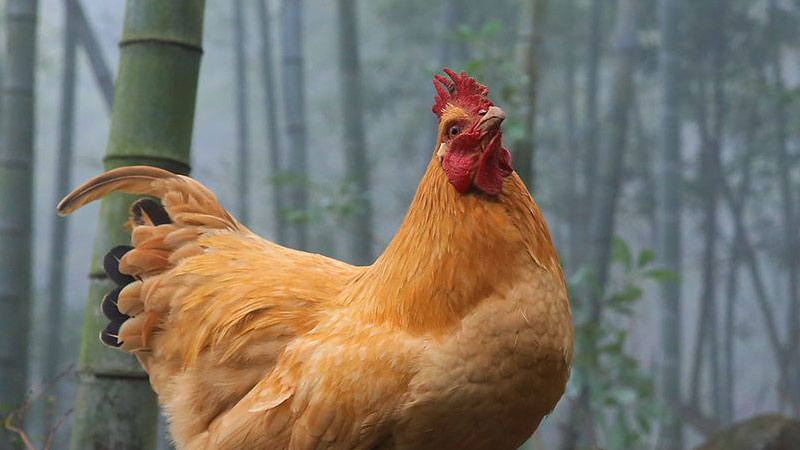 怕水的動物是什么動物