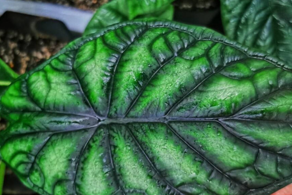 龍鱗海芋黃葉 龍鱗海芋黃葉子用剪掉嗎