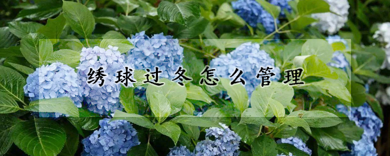 繡球過(guò)冬怎么管理