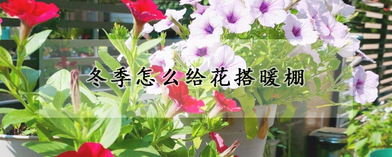 冬季怎么給花搭暖棚