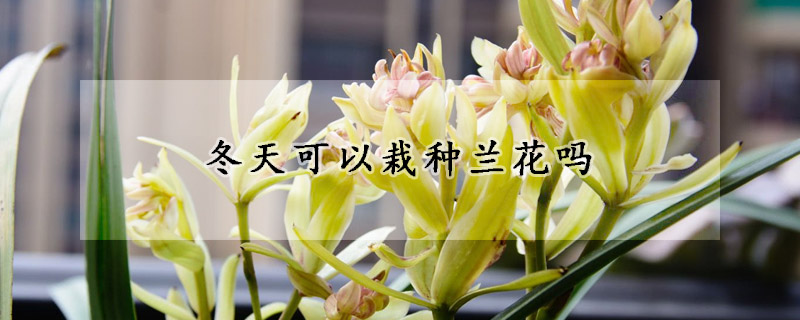 冬天可以栽種蘭花嗎