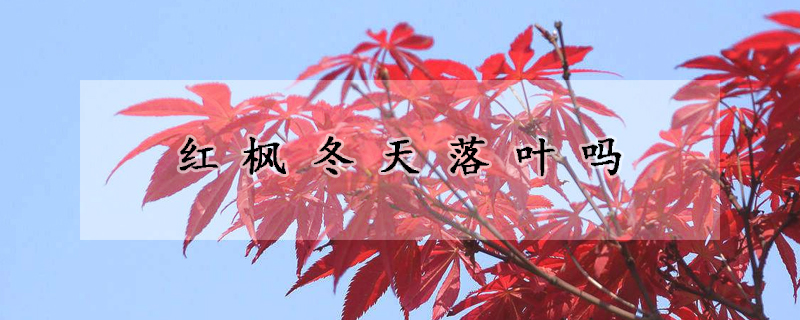 紅楓冬天落葉嗎