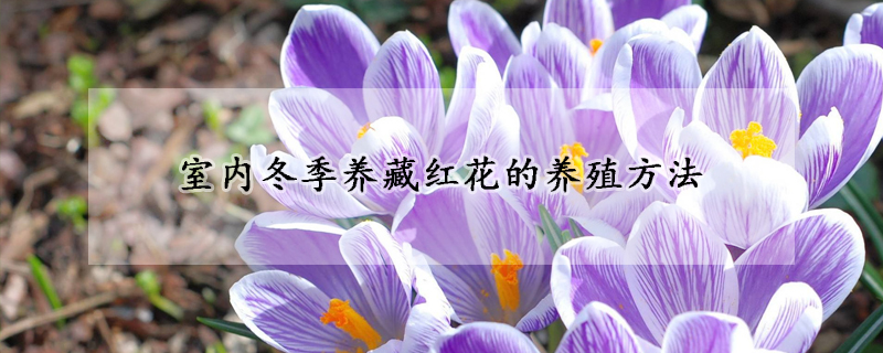 室內(nèi)冬季養(yǎng)藏紅花的養(yǎng)殖方法