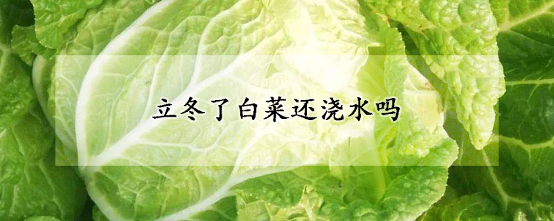 立冬了白菜還澆水嗎