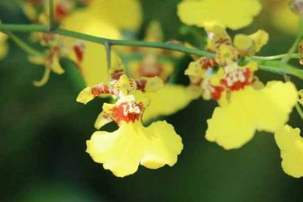 春節擺放的花 春節家里擺什么花喜慶