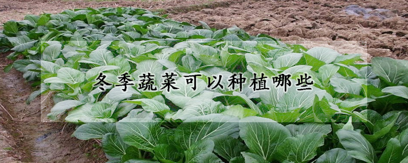 冬季蔬菜可以種植哪些