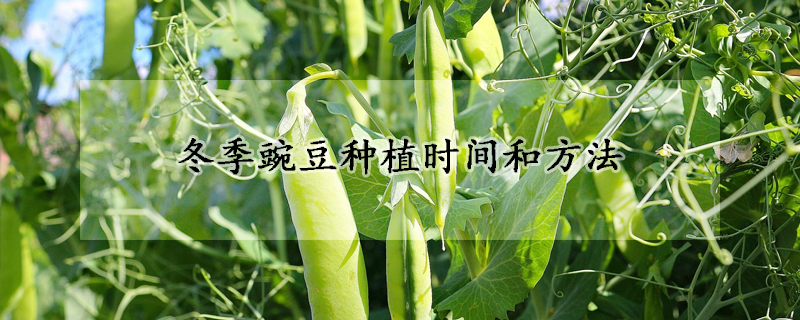 冬季豌豆種植時間和方法