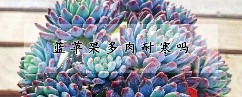 藍蘋果多肉耐寒嗎