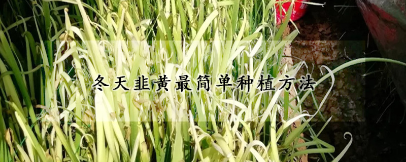 冬天韭黃最簡(jiǎn)單種植方法