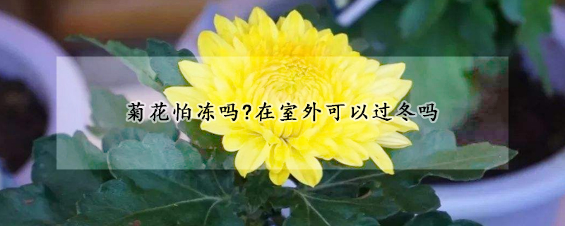 菊花怕凍嗎?在室外可以過冬嗎