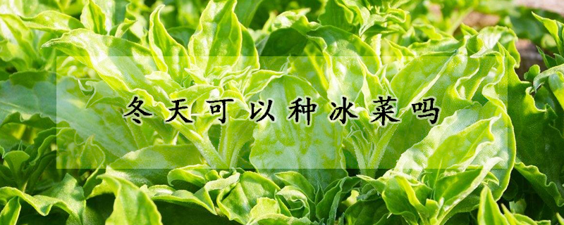 冬天可以種冰菜嗎