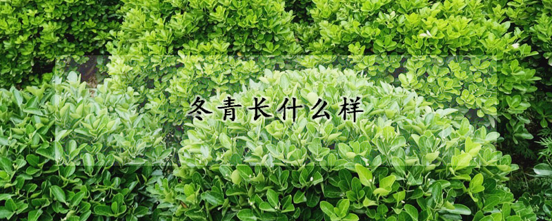 冬青長(zhǎng)什么樣