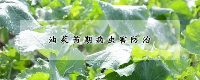 油菜苗期病蟲(chóng)害防治