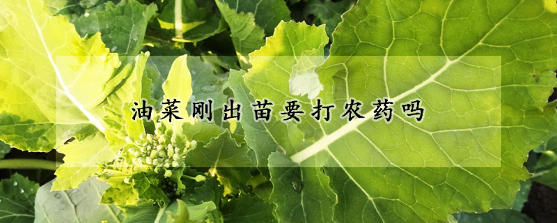 油菜剛出苗要打農(nóng)藥嗎