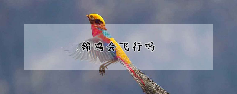 錦雞會(huì)飛行嗎