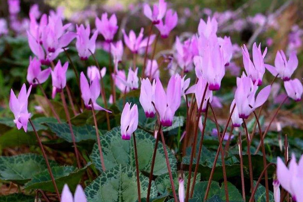 室內養什么花最好 室內養什么植物最好