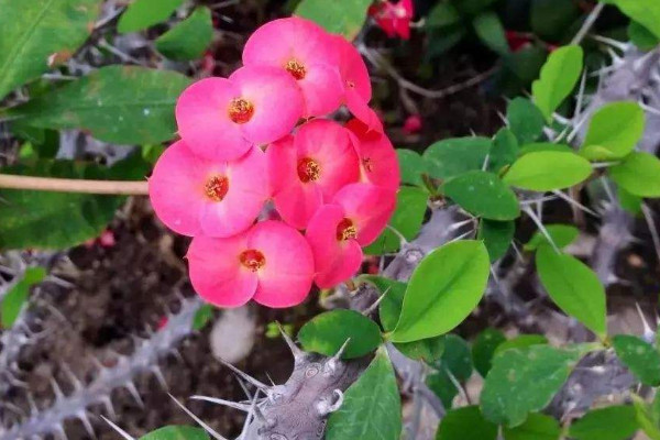 室內養什么花最好 室內養什么植物最好