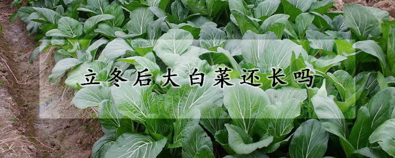 立冬后大白菜還長(zhǎng)嗎