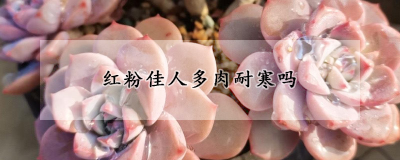 紅粉佳人多肉耐寒嗎