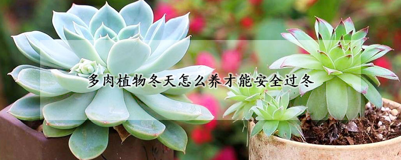 多肉植物冬天怎么養(yǎng)才能安全過冬