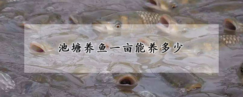 池塘養(yǎng)魚一畝能養(yǎng)多少