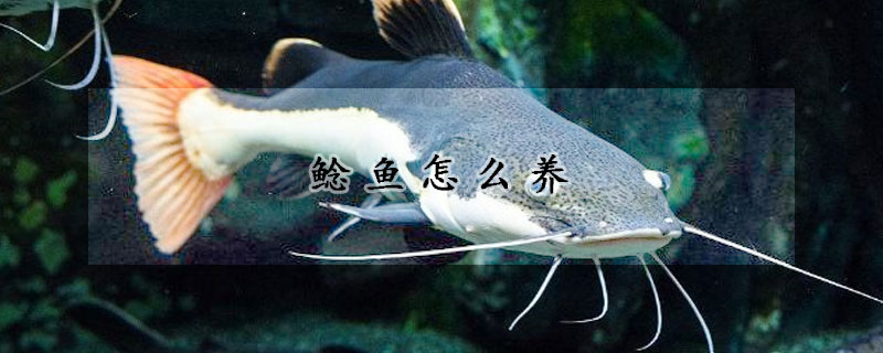 鯰魚怎么養(yǎng)