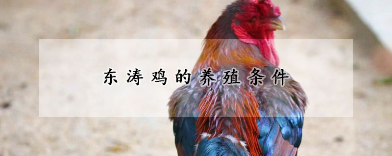 東濤雞的養(yǎng)殖條件