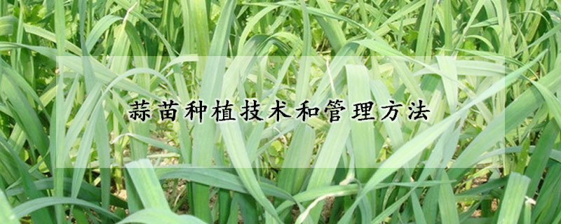 蒜苗種植技術和管理方法