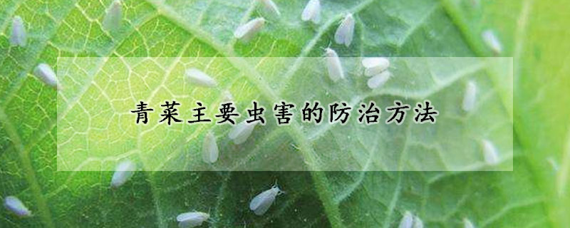 青菜主要蟲害的防治方法