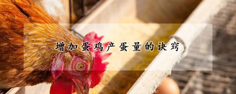 增加蛋雞產(chǎn)蛋量的訣竅