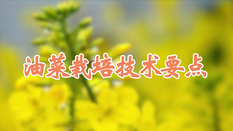 油菜栽培技術要點