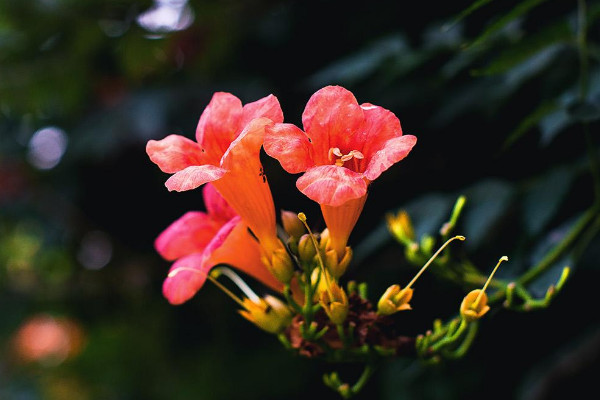 院子里種凌霄花吉利嗎 家里種凌霄花禁忌