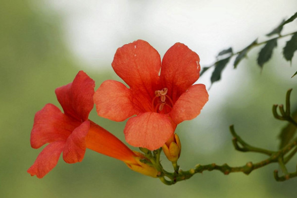 院子里種凌霄花吉利嗎 家里種凌霄花禁忌