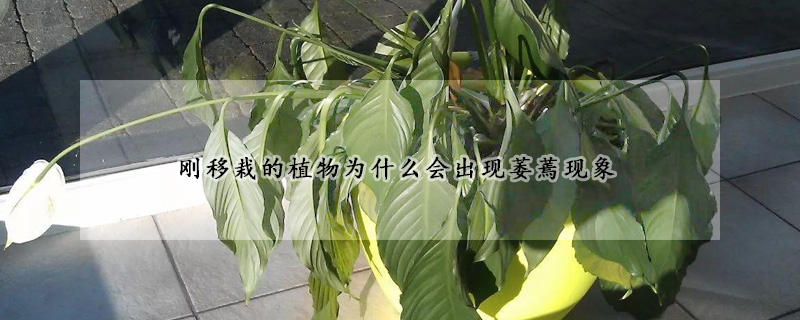 剛移栽的植物為什么會出現萎蔫現象