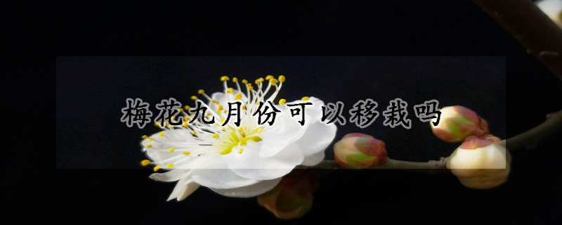 梅花九月份可以移栽嗎