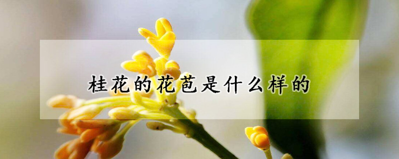 桂花的花苞是什么樣的