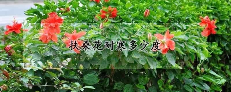 扶桑花耐寒多少度