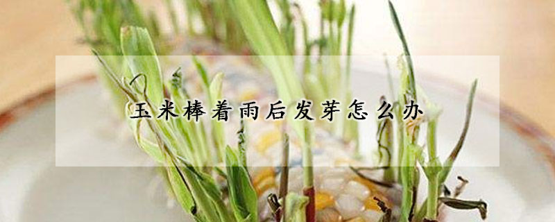 玉米棒著雨后發芽怎么辦