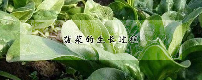 菠菜的生長(zhǎng)過(guò)程