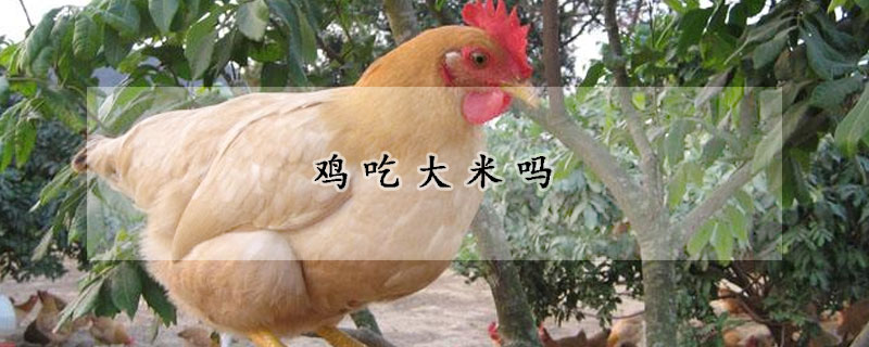 雞吃大米嗎