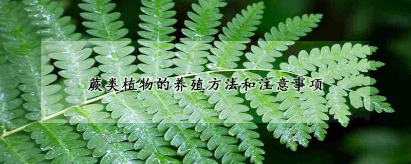 蕨類植物的養(yǎng)殖方法和注意事項