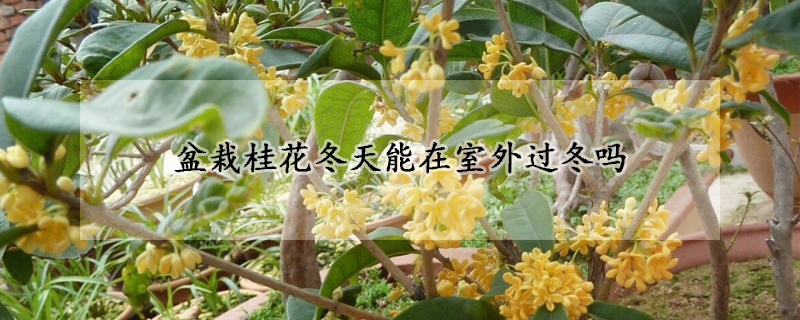 盆栽桂花冬天能在室外過冬嗎