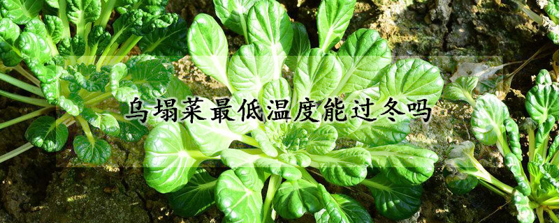 烏塌菜最低溫度能過冬嗎