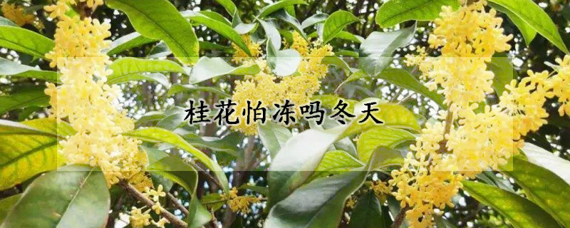 桂花怕凍嗎冬天