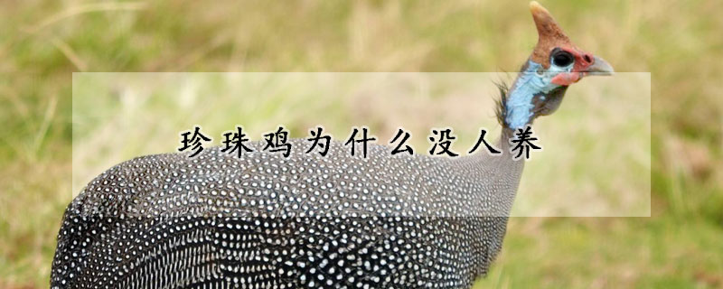 珍珠雞為什么沒(méi)人養(yǎng)