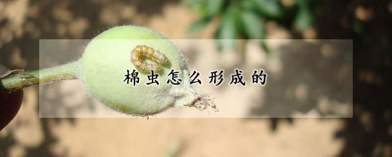 棉蟲(chóng)怎么形成的